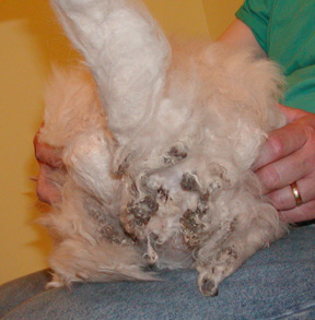 Clarence 3