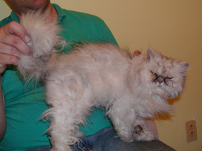 Clarise