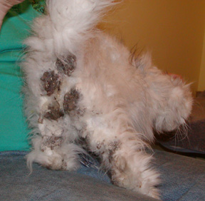 Clarise 3