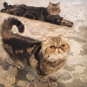 Exotic Shorthair Specialty Purebred Cat Rescue