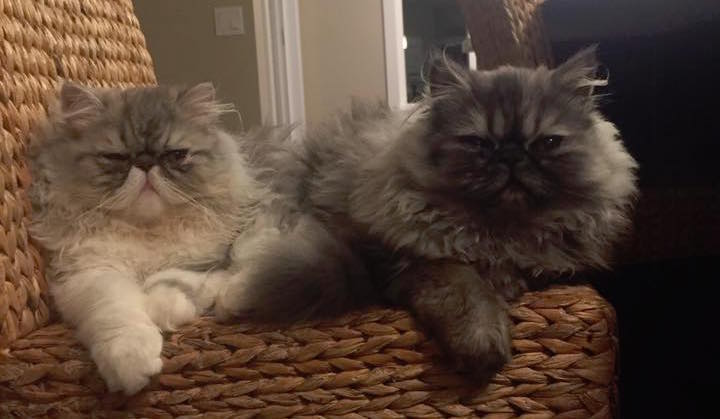 Persian Specialty Purebred Cat Rescue