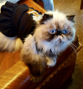 Himalayan Specialty Purebred Cat Rescue