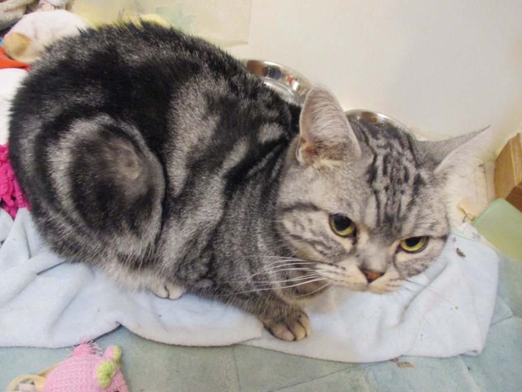 American Shorthair Munchkin 2025