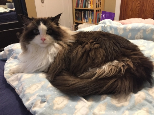 Ragdoll Specialty Purebred Cat Rescue