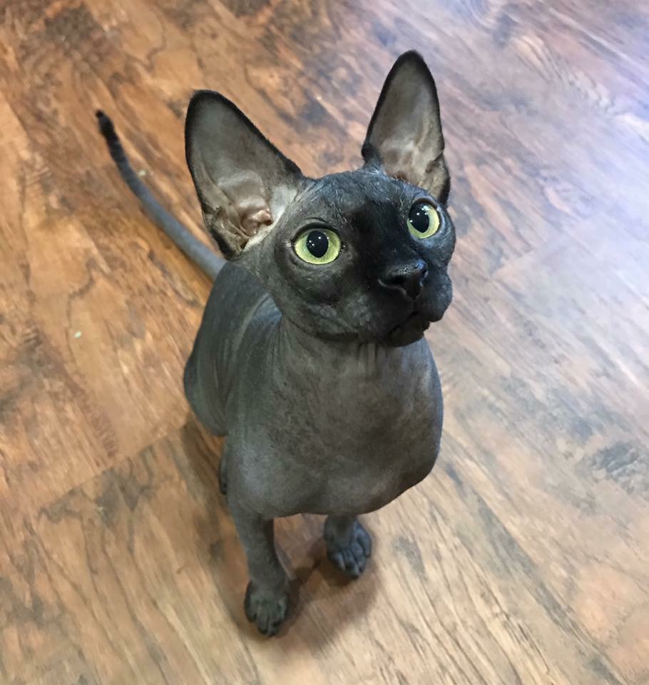 Sphynx Rex Specialty Purebred Cat Rescue