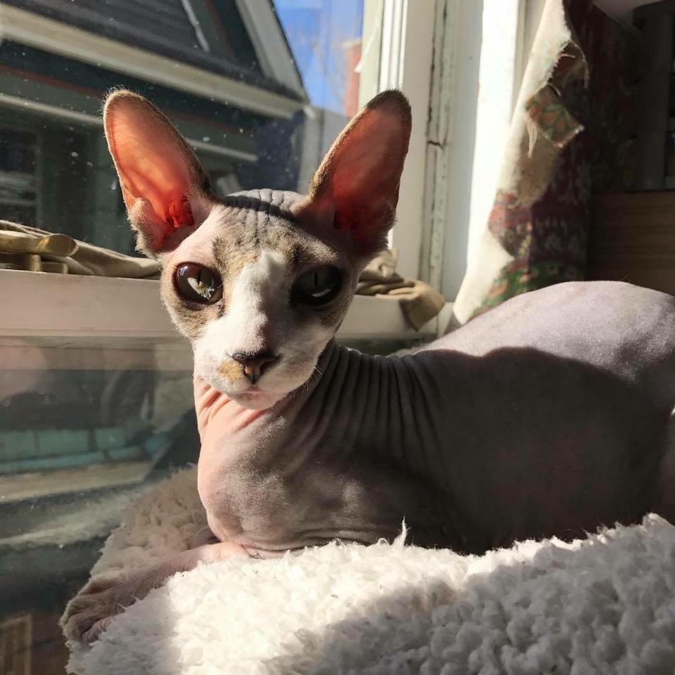 Aww Hairless Kitten Animals Hairless Cat