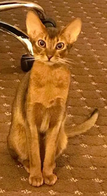 Abyssinians Somali Specialty Purebred Cat Rescue