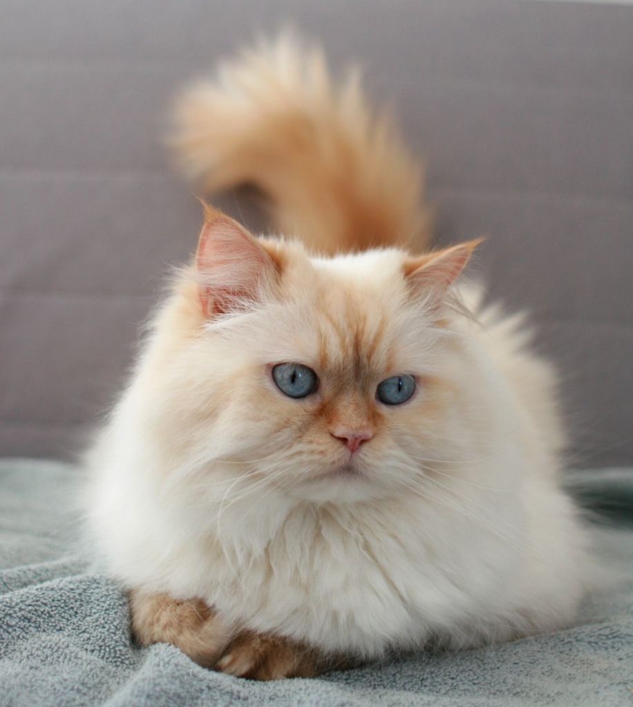 Himalayan Specialty Purebred Cat Rescue