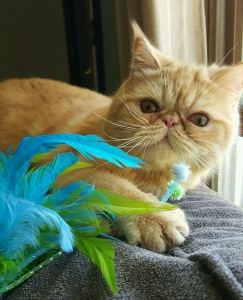 Exotic Shorthair Specialty Purebred Cat Rescue