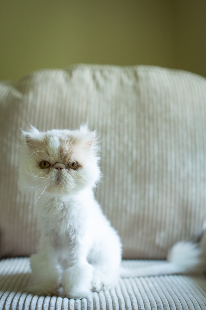 Exotic Kittens For Sale Adoptapet Com
