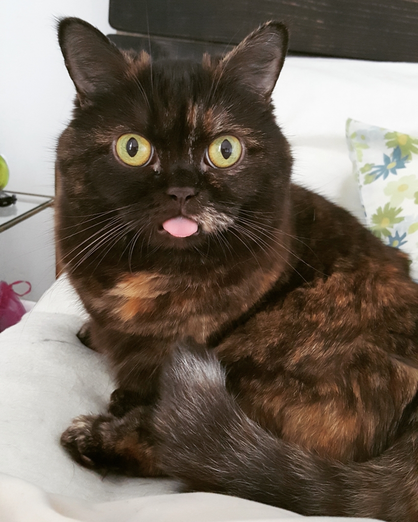 Munchkin Specialty Purebred Cat Rescue