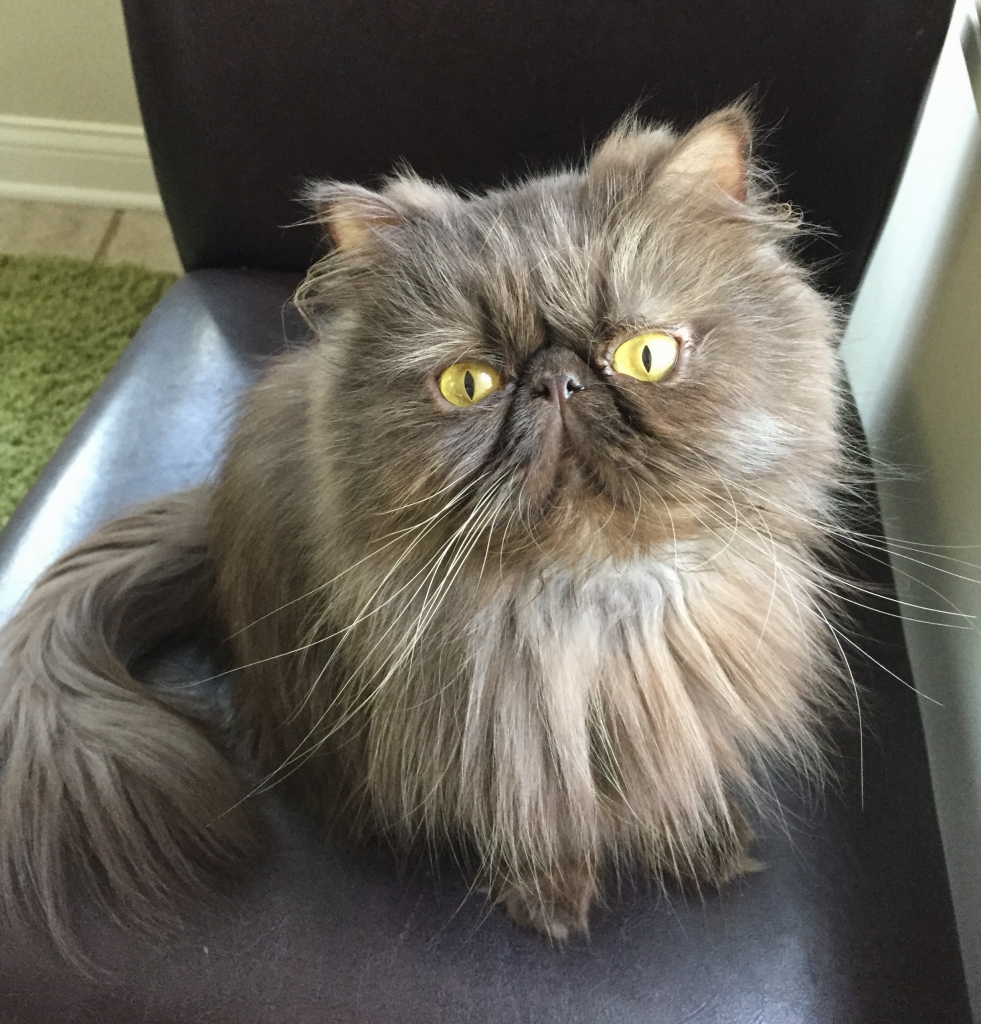 Persian Specialty Purebred Cat Rescue