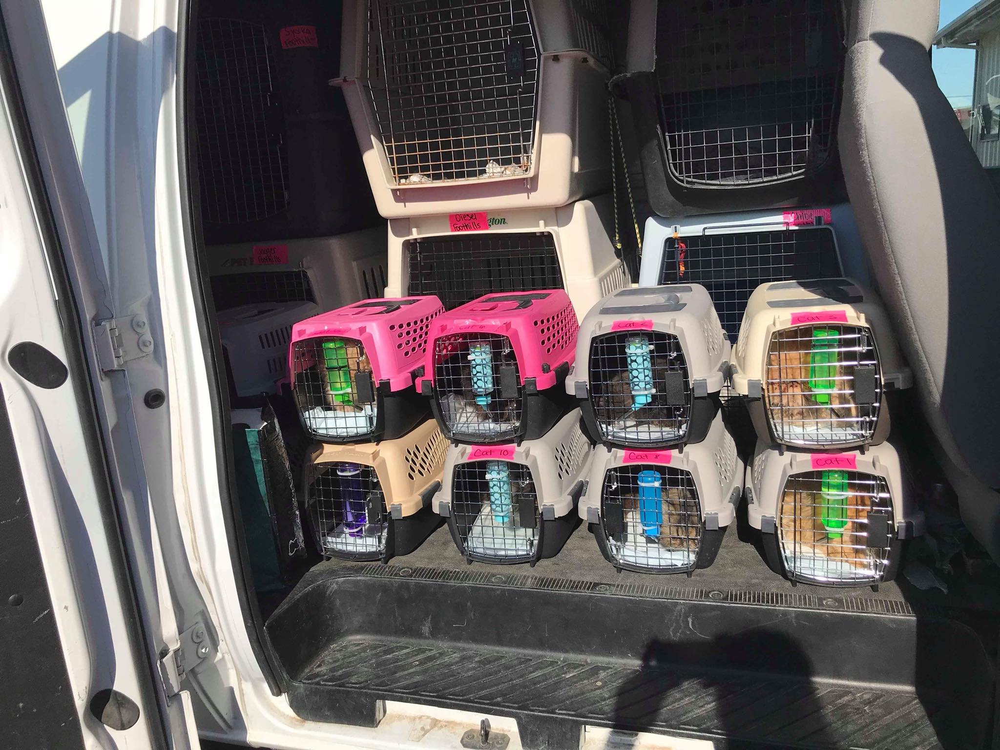 Kansas Persians Specialty Purebred Cat Rescue