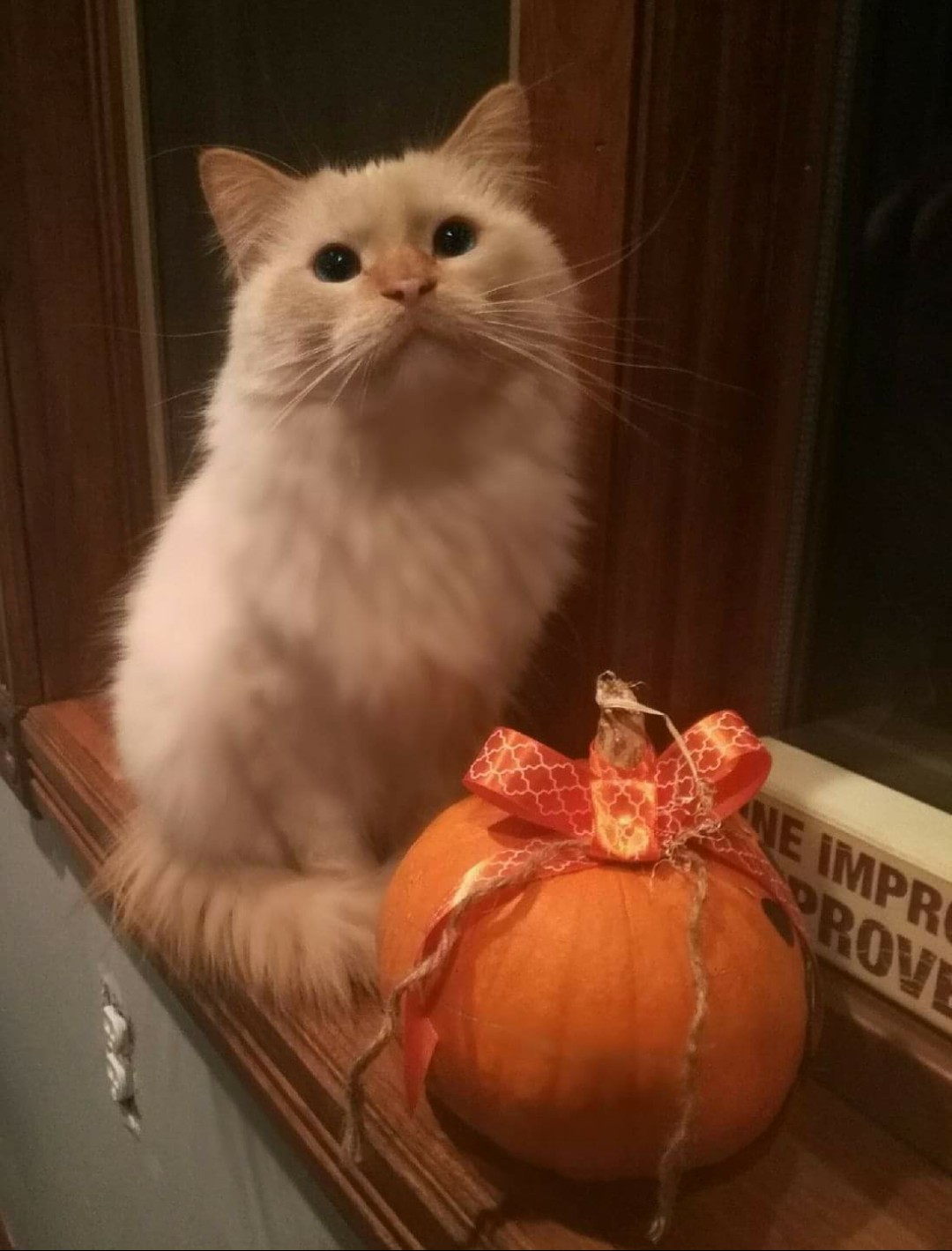 Acceptable Flame Point Siamese Cats 101 Photos